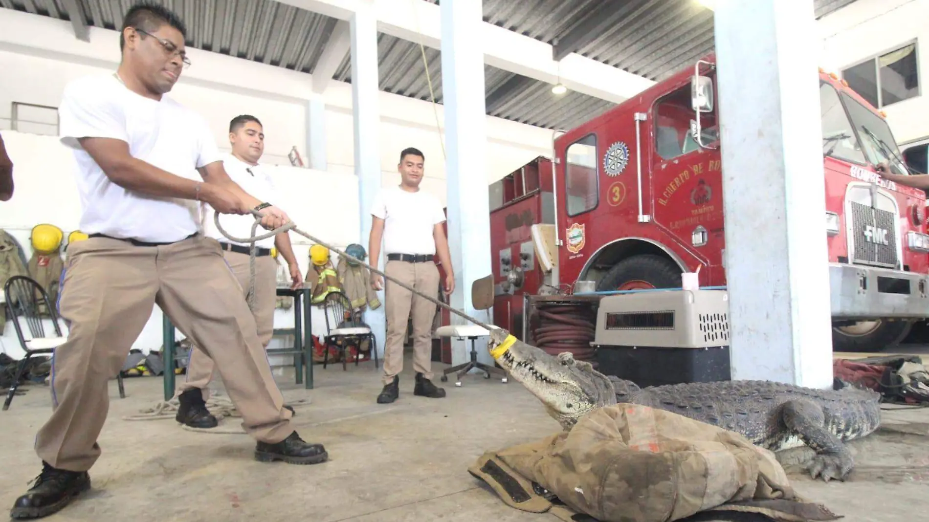 Otro ataque de cocodrilo en Tampico